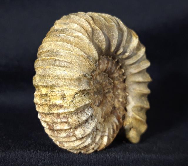 Pavlovia pavlovi (MICHALSKY 1890) - Bild &copy; FossNet FossilienStore